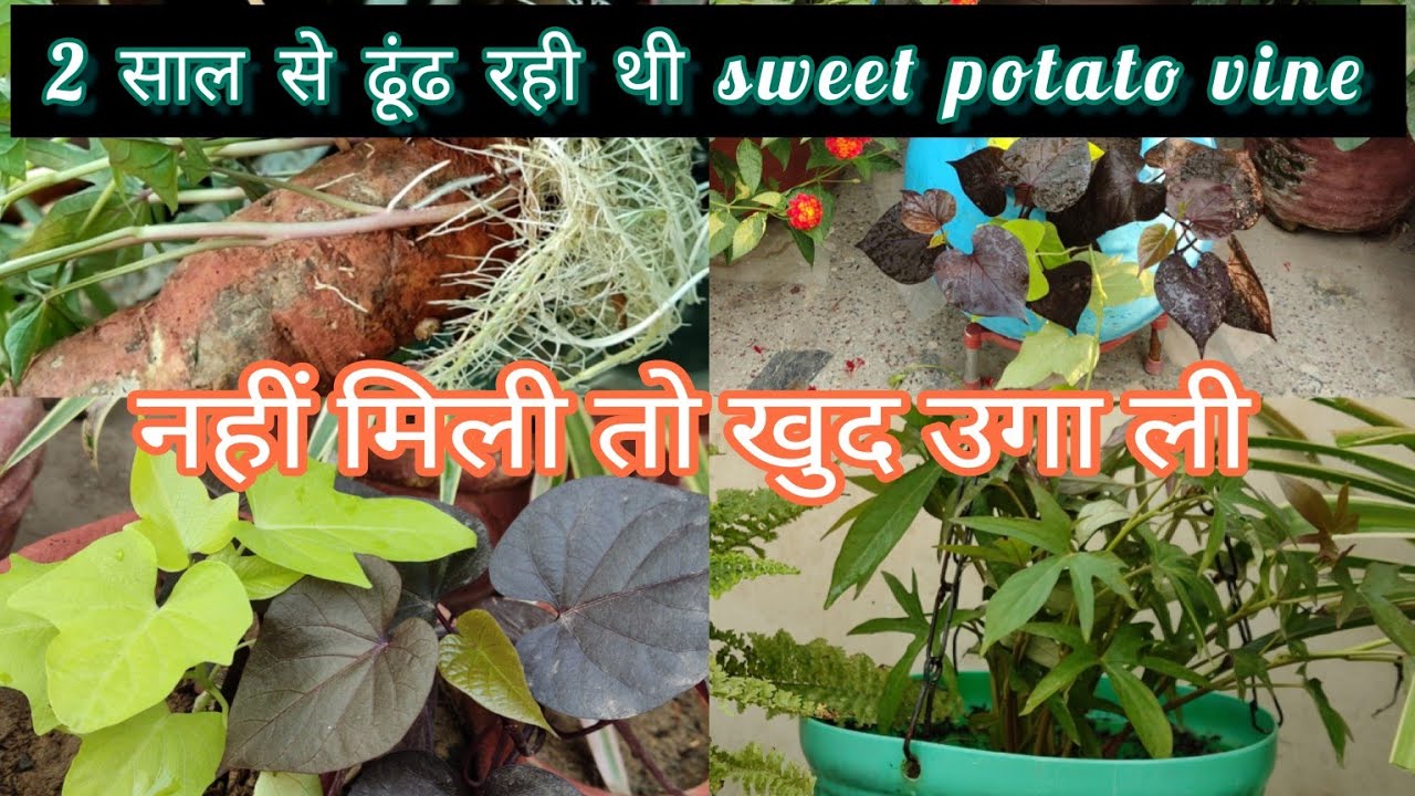 How to grow sweet potato vine at home/शकरकंद की बेल घर पर कैसे उगाएँ #besthangingplant #propagation