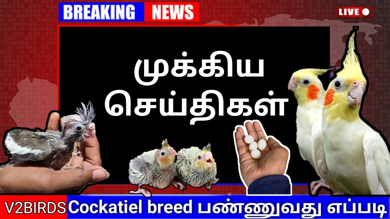 💥Cockatiel breeding tips |முக்கிய செய்திகள் | Don't miss💯