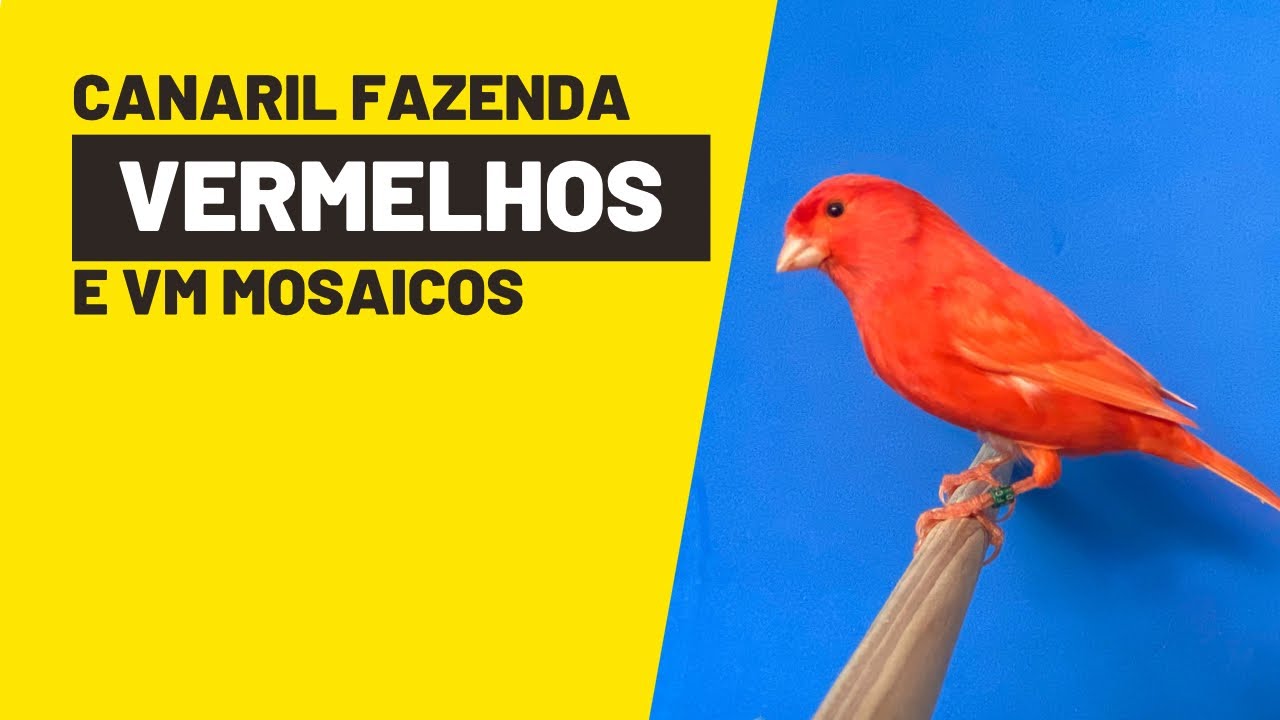 VERMELHOS MOSAICOS DE TOPETE E VERMELHOS