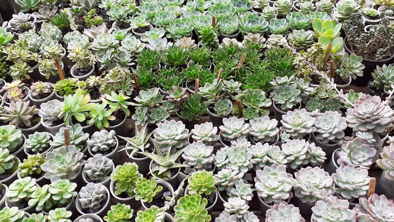 Tour pelas minhas suculentas parte 2 Produção minha por folhas,hastes e decapitação!Cultivo simples.