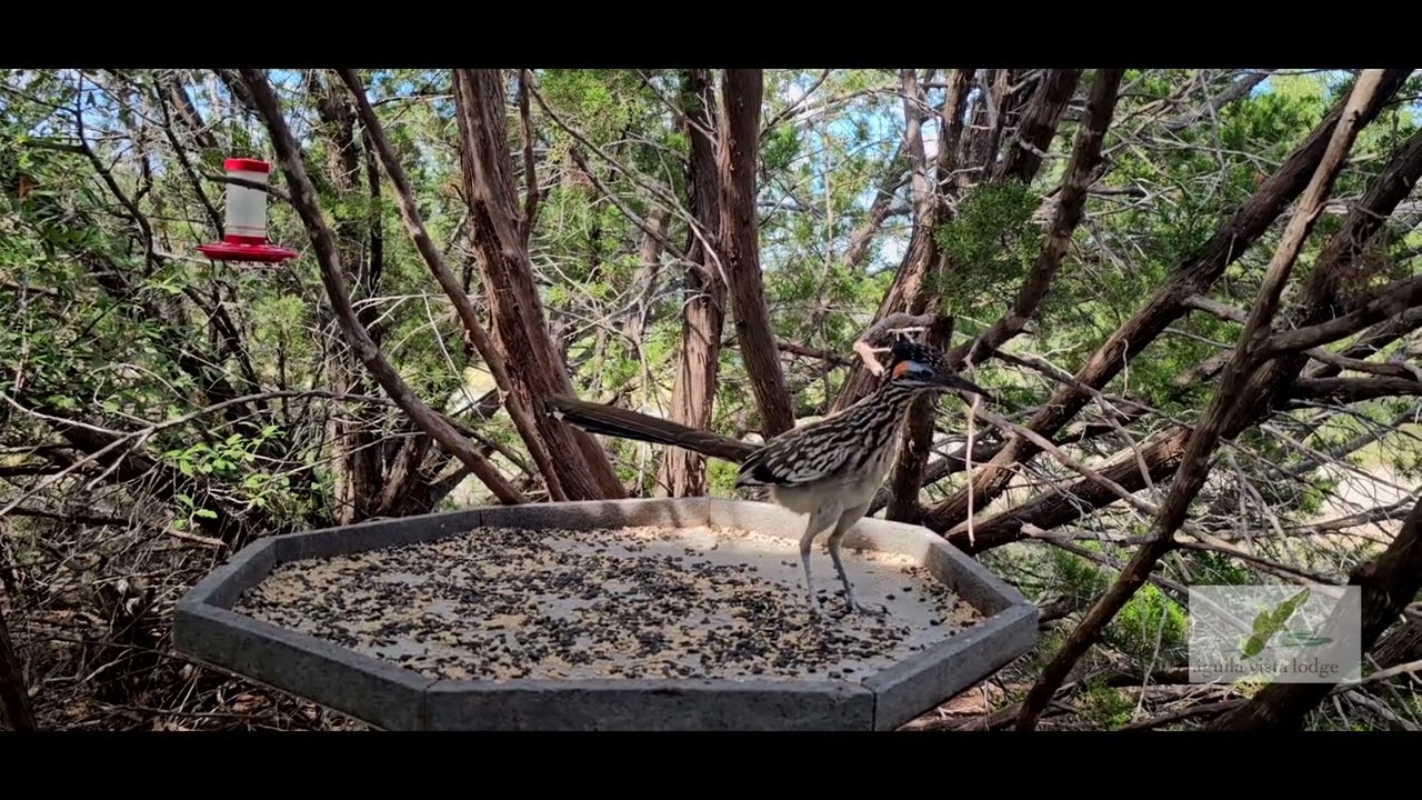 AVL VIDEO BIRD  ROADRUNNER 2025 1440x1080
