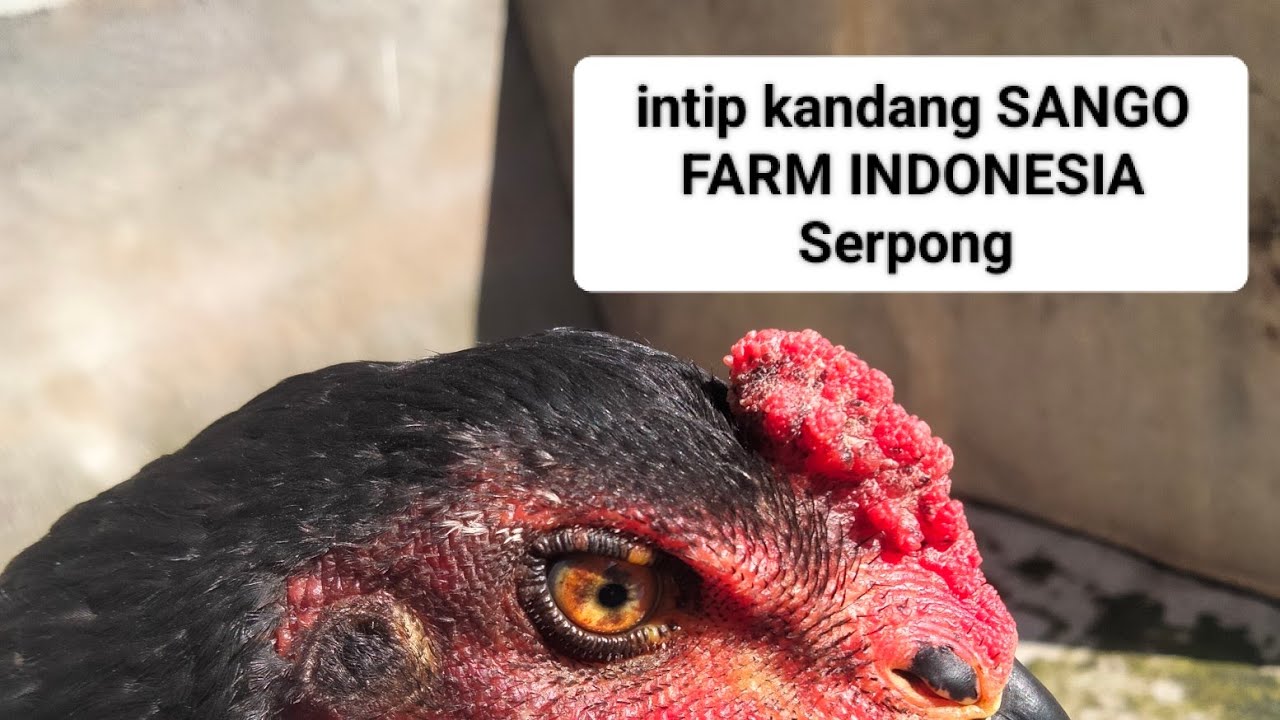 Intip kandang SANGO FARM INDONESIA,Serpong