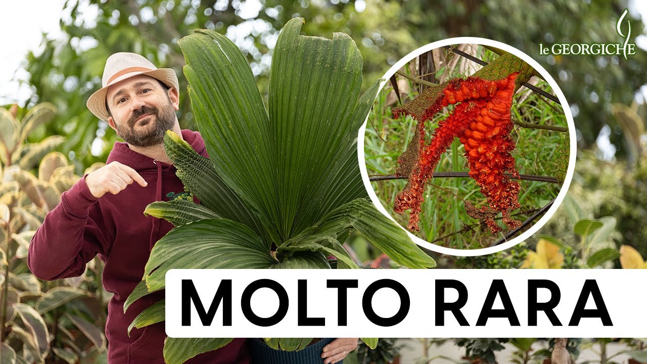Carludovica palmata: la pianta dietro al cappello di Panama 👒