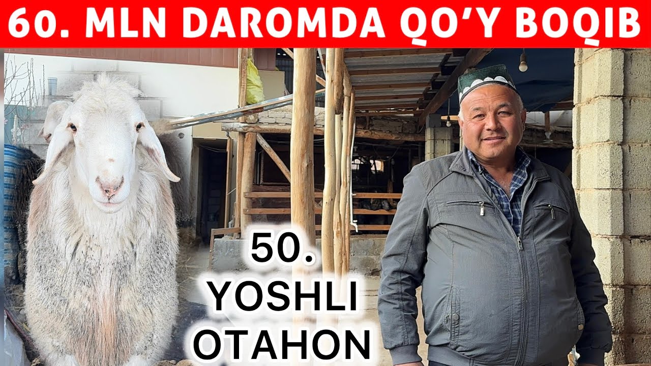 50 YOSHLI OTAHON QOY BOQIB 60 MLN DAROMAD QILDI SHOK 😱