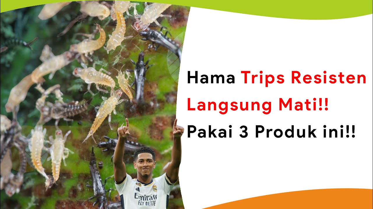 Rollingan Insektisida Hama Trips yang Resisten, 3 Produk Saja!!
