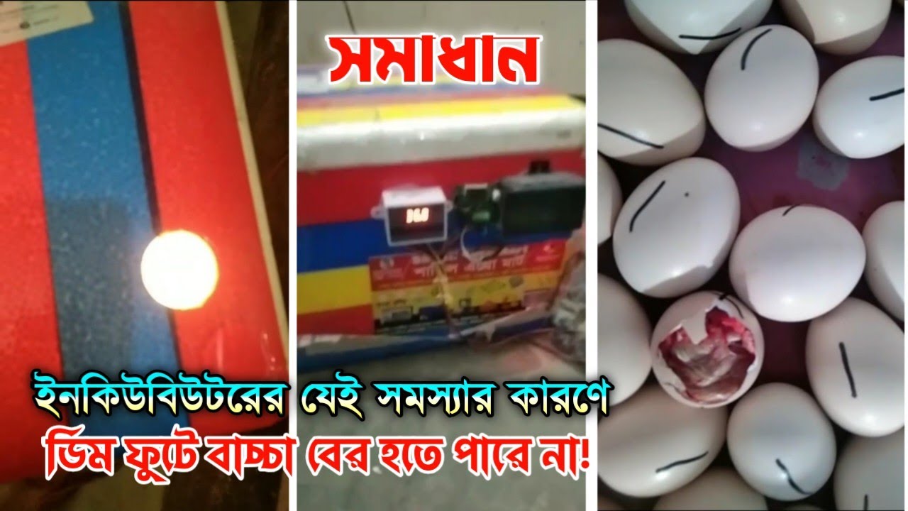 ইনকিউবেটরে ডিমের ভিতরে বাচ্চা তৈরি হয়েও বের হচ্ছে না কেন? | Humidity Mistake in Incubator