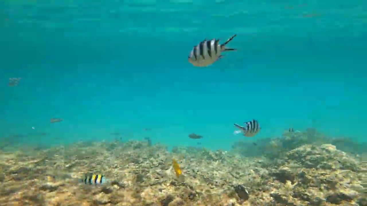 Jazz Aquamarine Snorkeling Hurgada Mai 2021