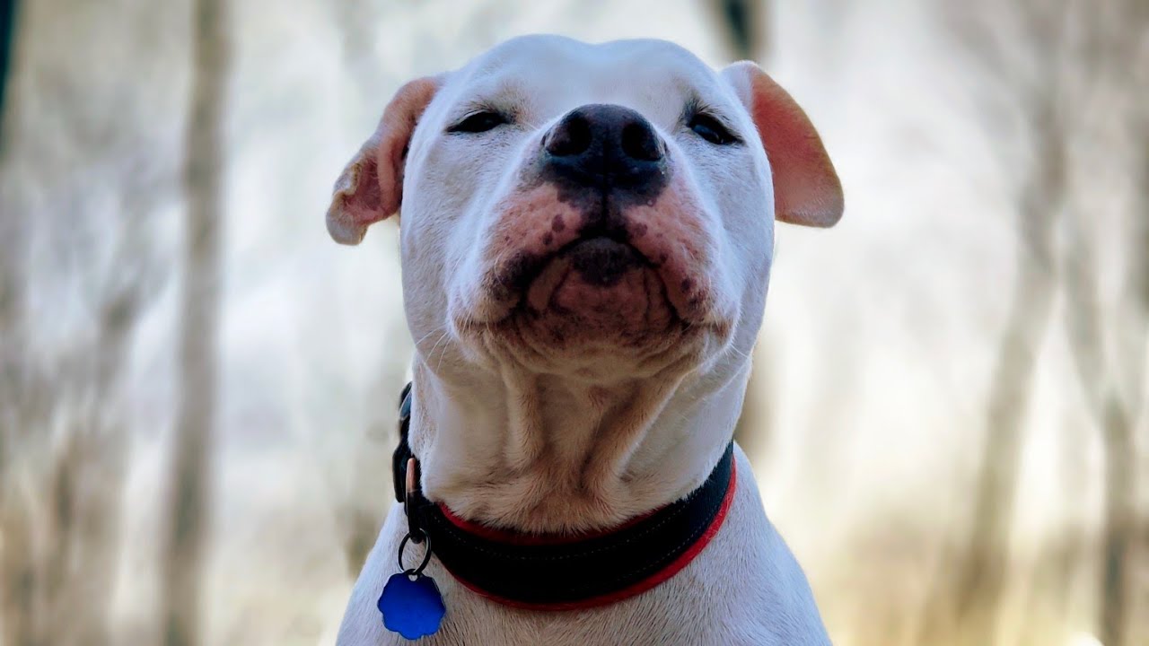 Stafford and Pittie dog daily vlog 4