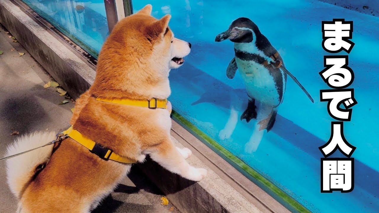 「本当に犬か？」と疑うレベルで、2歳の娘より動物園を楽しむ柴犬