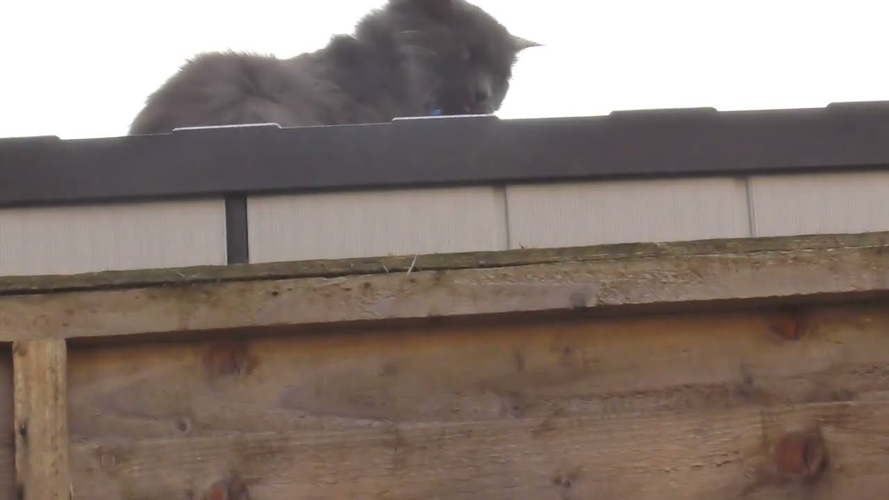 Billie Eilish – Your Name Still Echoes in My Head 2026 mp3