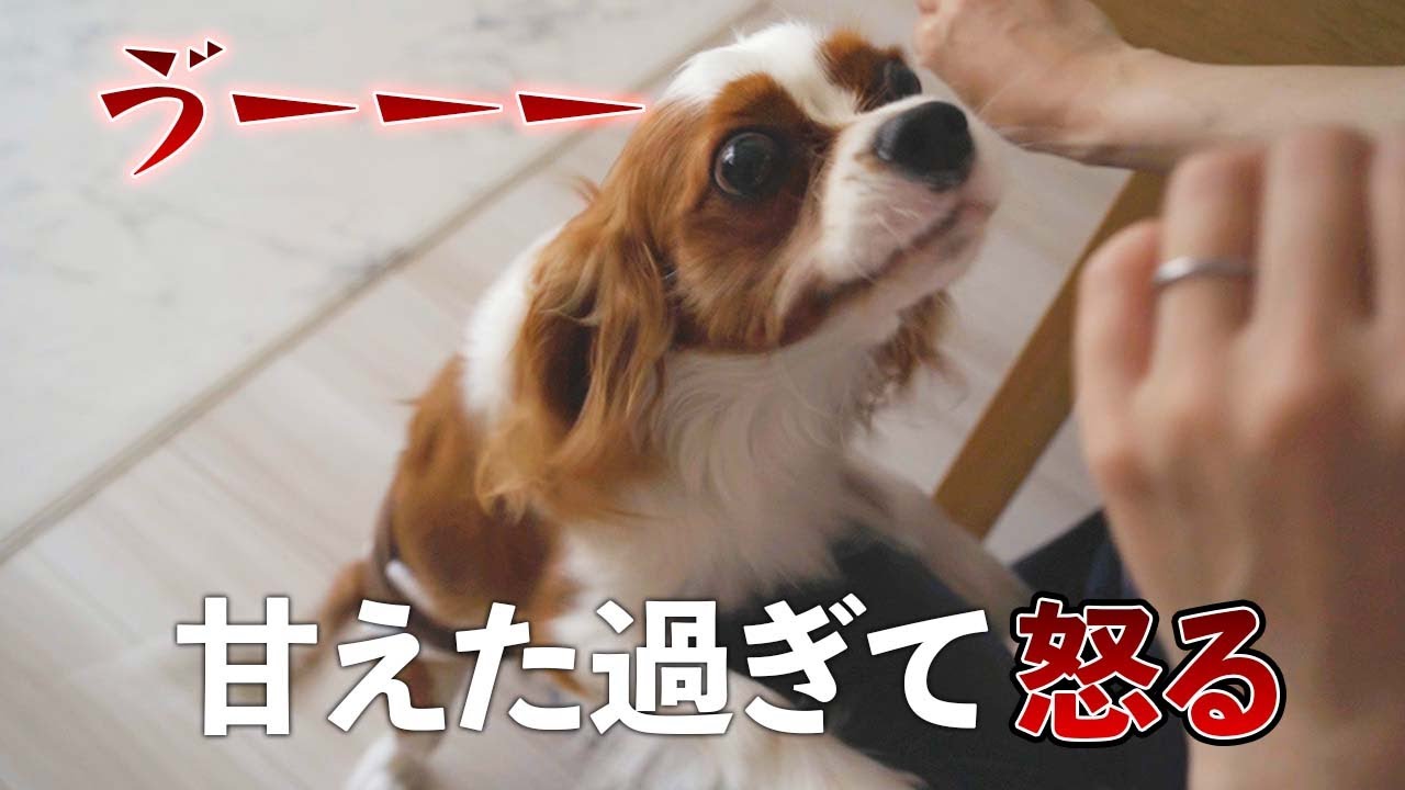 ママのことが大好きすぎて唸って抱っこを要求するキャバリア犬