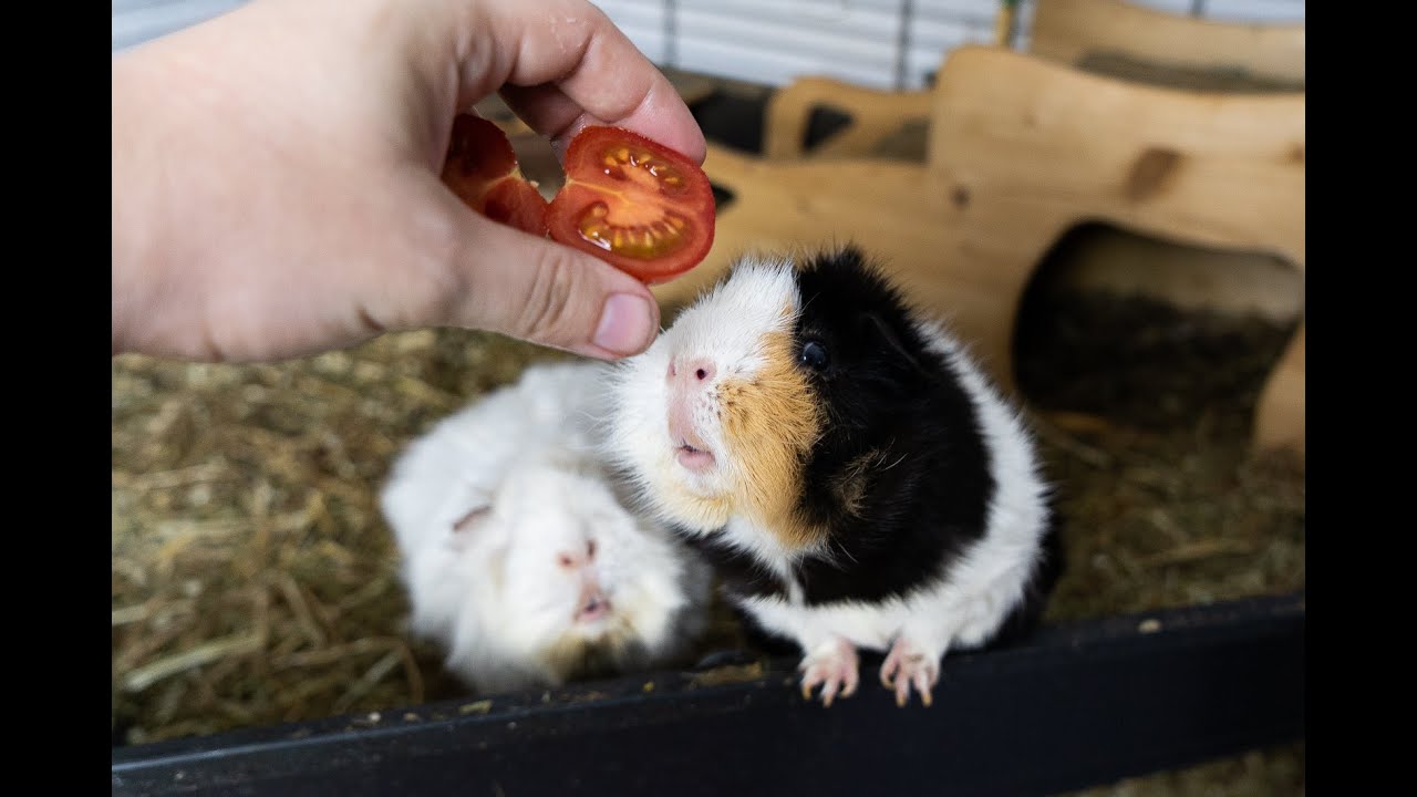 Flix & Kaiser / Zwei Meerschweinchenleben (Doku)