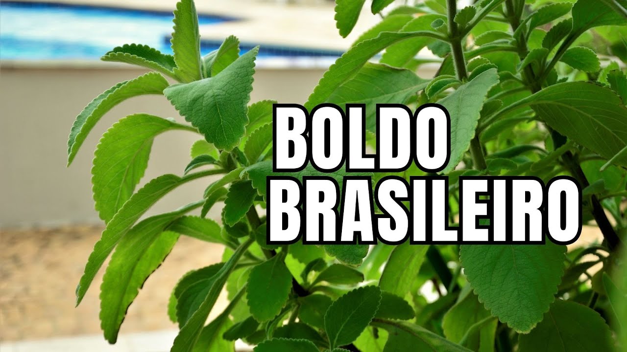 BOLDO BRASILEIRO: Conhe&ccedil;a seus Benef&iacute;cios e Como Cultivar