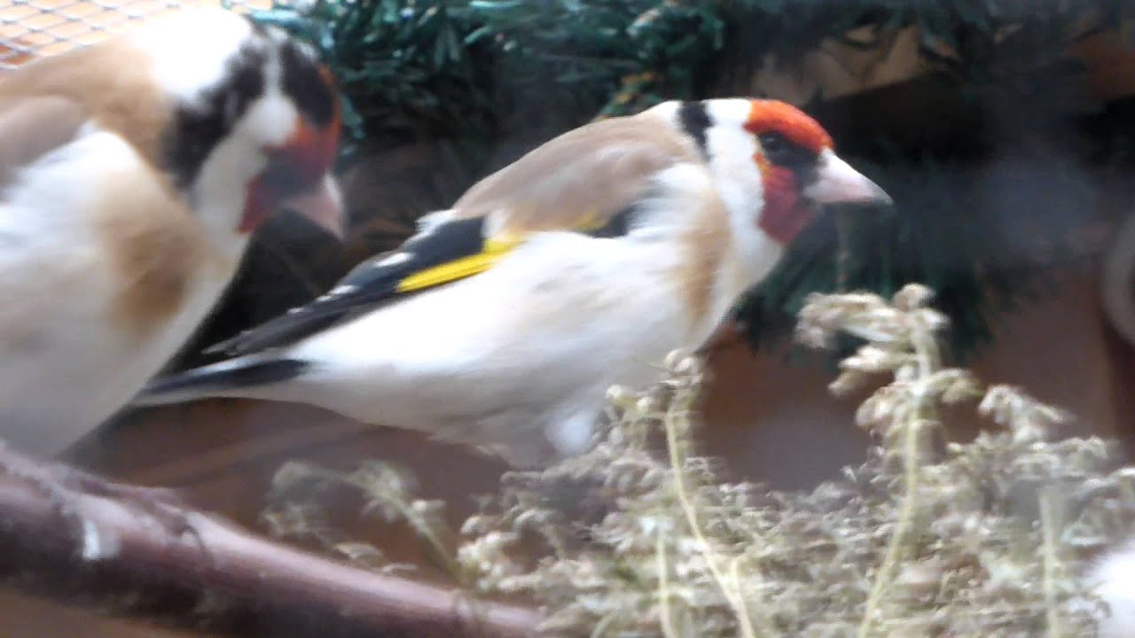1,0 Stieglitz Major Natur, Carduelis Carduelis Major, 02/2014-6