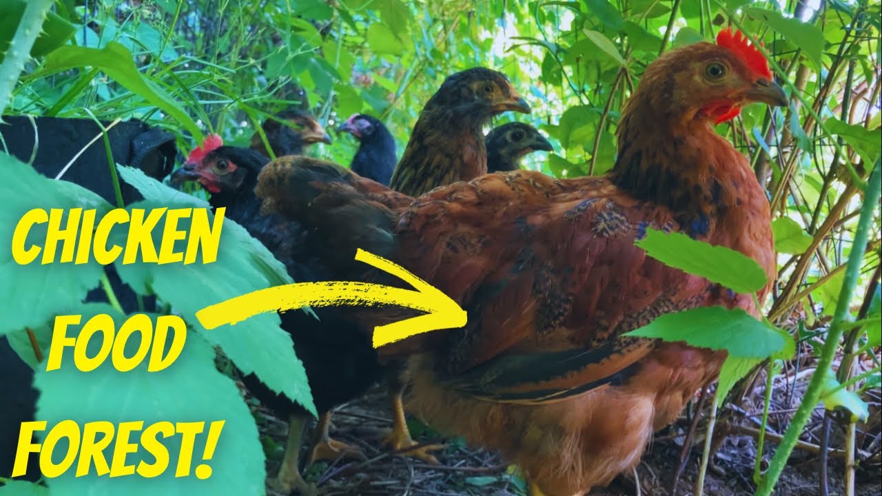 This Chicken Tunnel Changed Everything (A Game-Changer for my Flock)