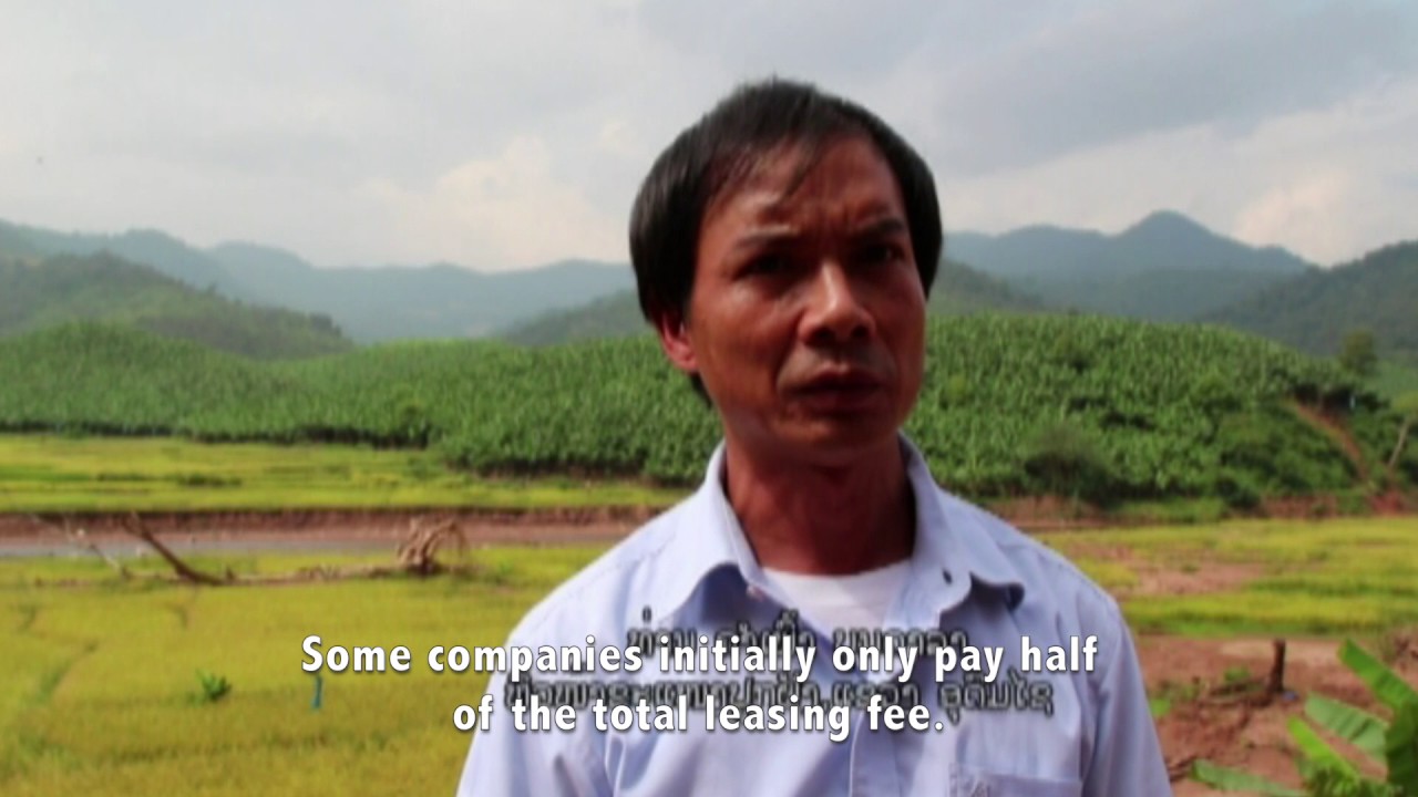 Banana as a Cash Crop in Northern Laos