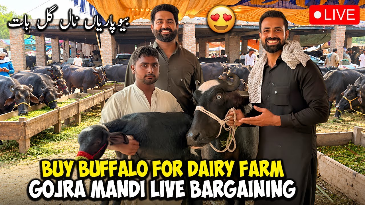 Buy Buffaloes 🐃 | Gojra Mandi wih waqar Bhinder | Cattle rates | Live Barganing 