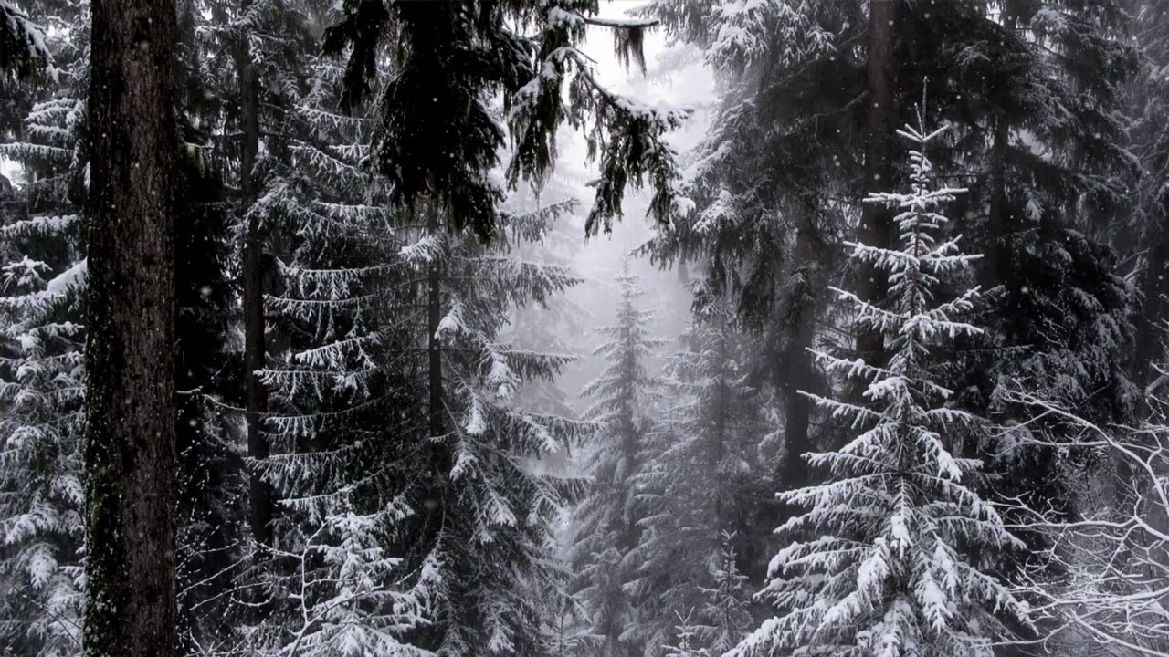 ❄️frozen stillness... | Quiet Snowy Forest Ambience for Sleep and Relaxation [3 HOURS NO ADS]