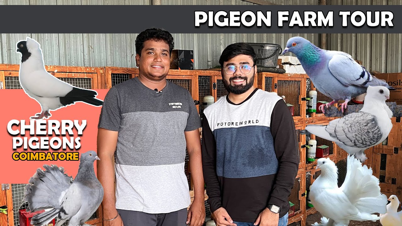 Fancy Racing Pigeon Farm Tour | Cherry Pigeon Coimbatore | Sales | Birds Farm Visit
