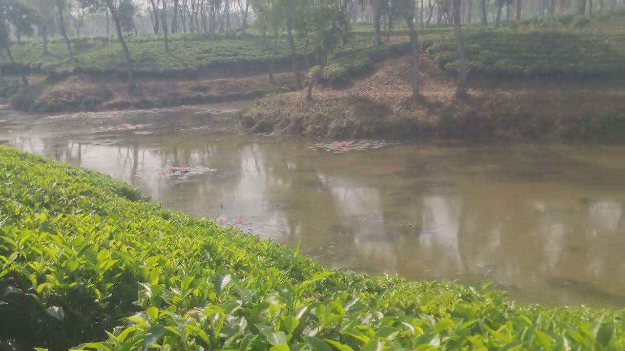 Mayabi lek, Sreemangal, moulvibazar (@hellosreemangal )