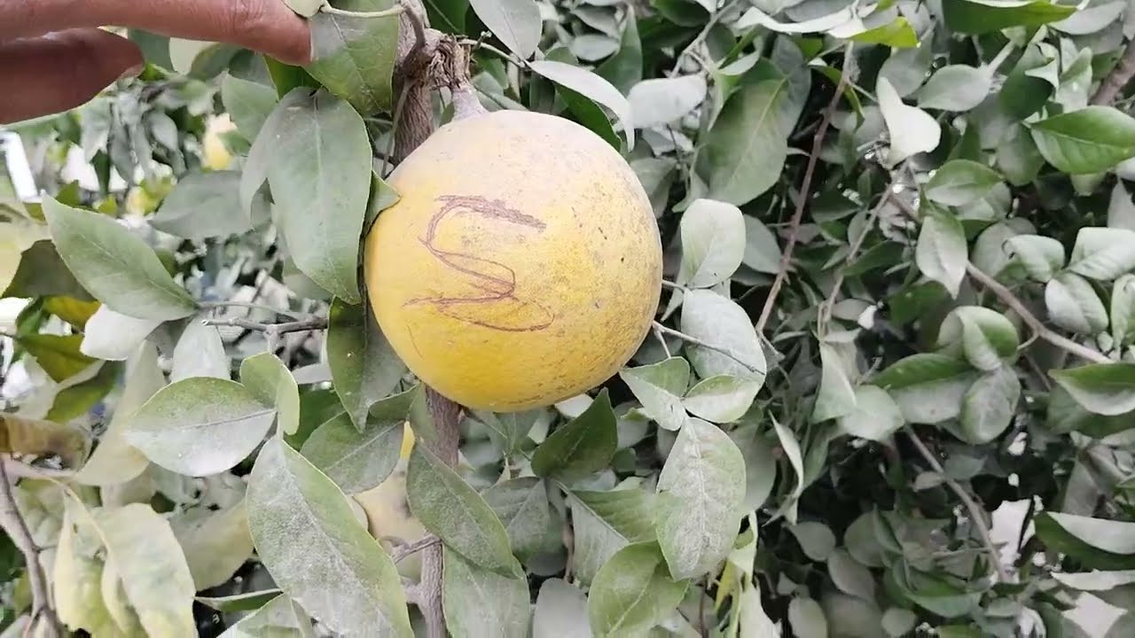 आनन्द भवन रेवई अम्बेडकर नगर,Anand Bhawan Revai Ambedkar Nagar