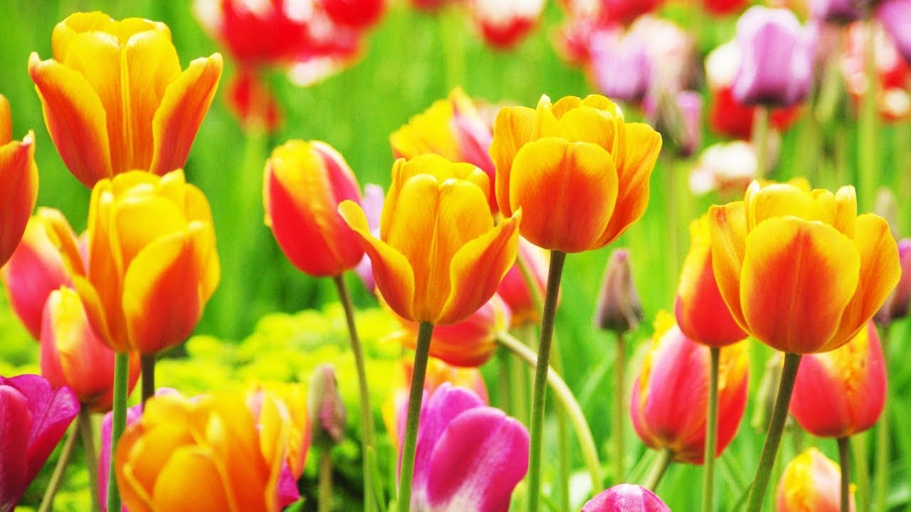Relax Music with Beautiful Flowers🌿 Restoring Your Heart and Balancing Your Mind