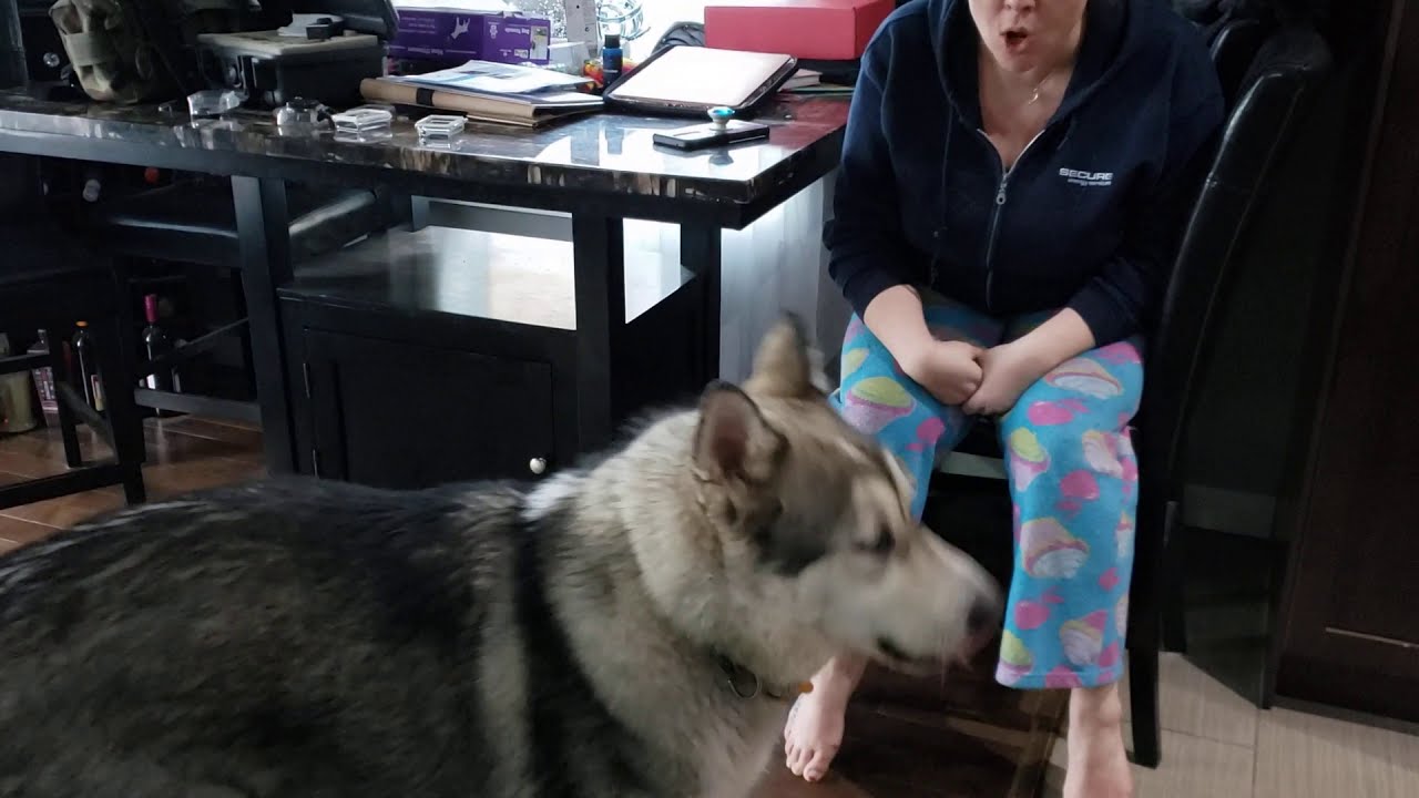 11 Month Old Malamute; Raiden talking back to Mom! 🤣