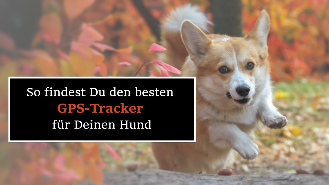 So findest Du das beste Hunde Fernortungs-System (GPS-Tracker) für Deinen Hund