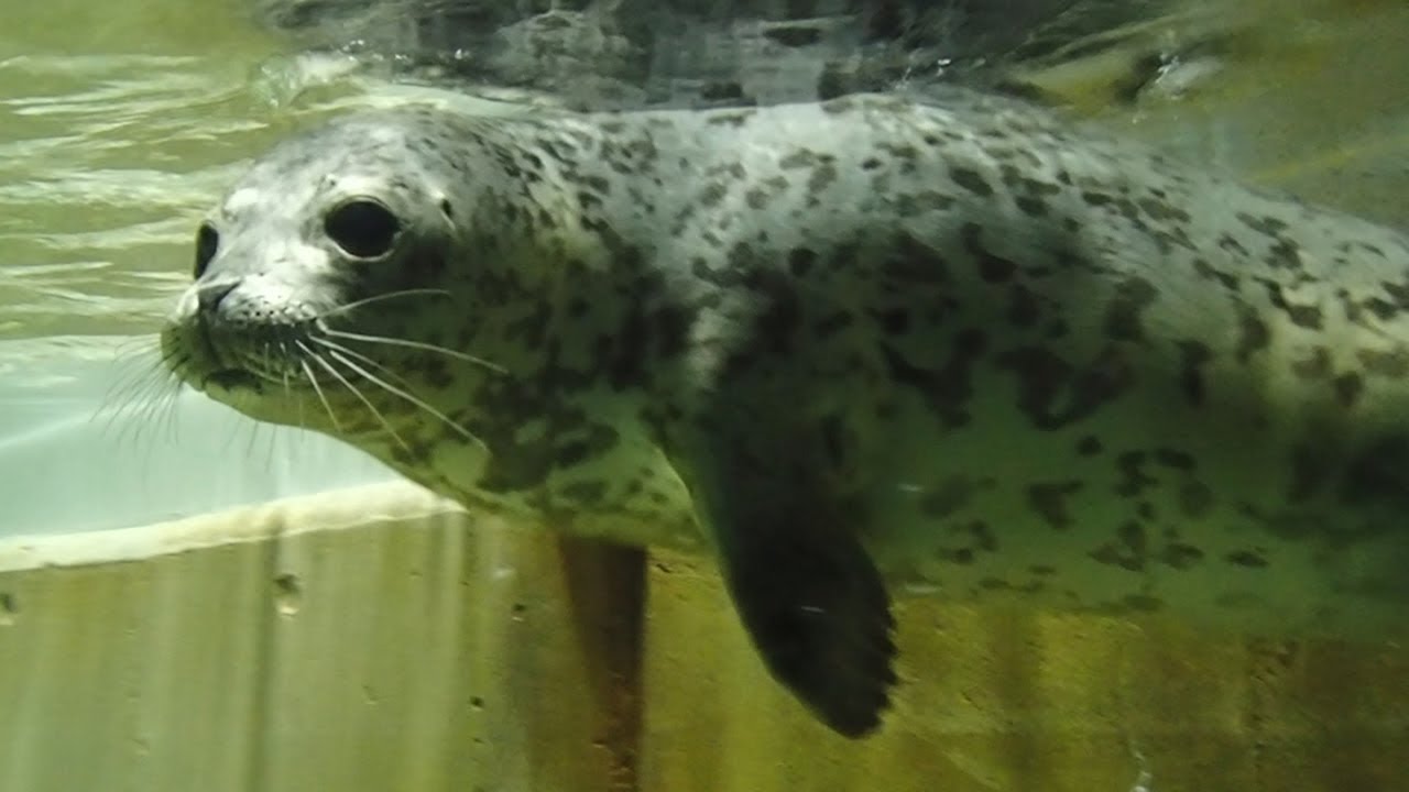 目がまんまるな保護アザラシ、口のケガも癒えて元気です