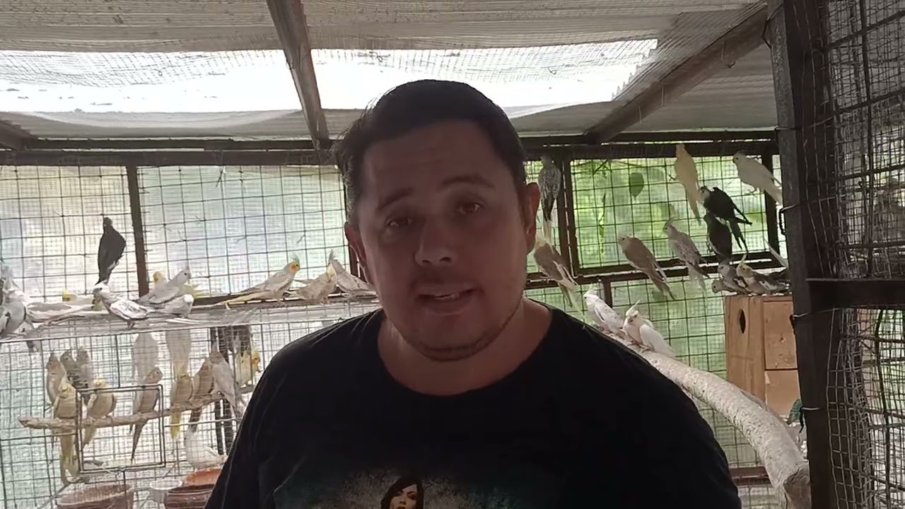 BAGONG PARISAN ni Mr BIG BIRD