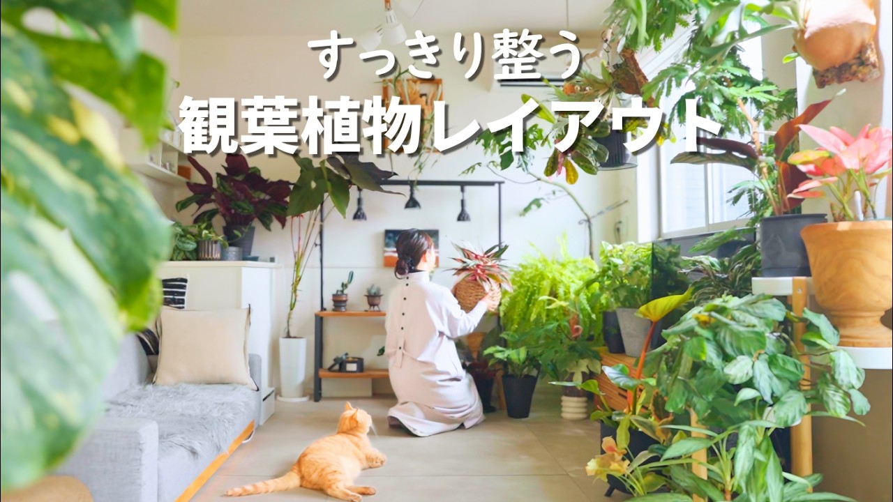 すっきり整う観葉植物レイアウト🌿配置で悩んでいる方に私なりのコツを紹介✨IKEA植物棚