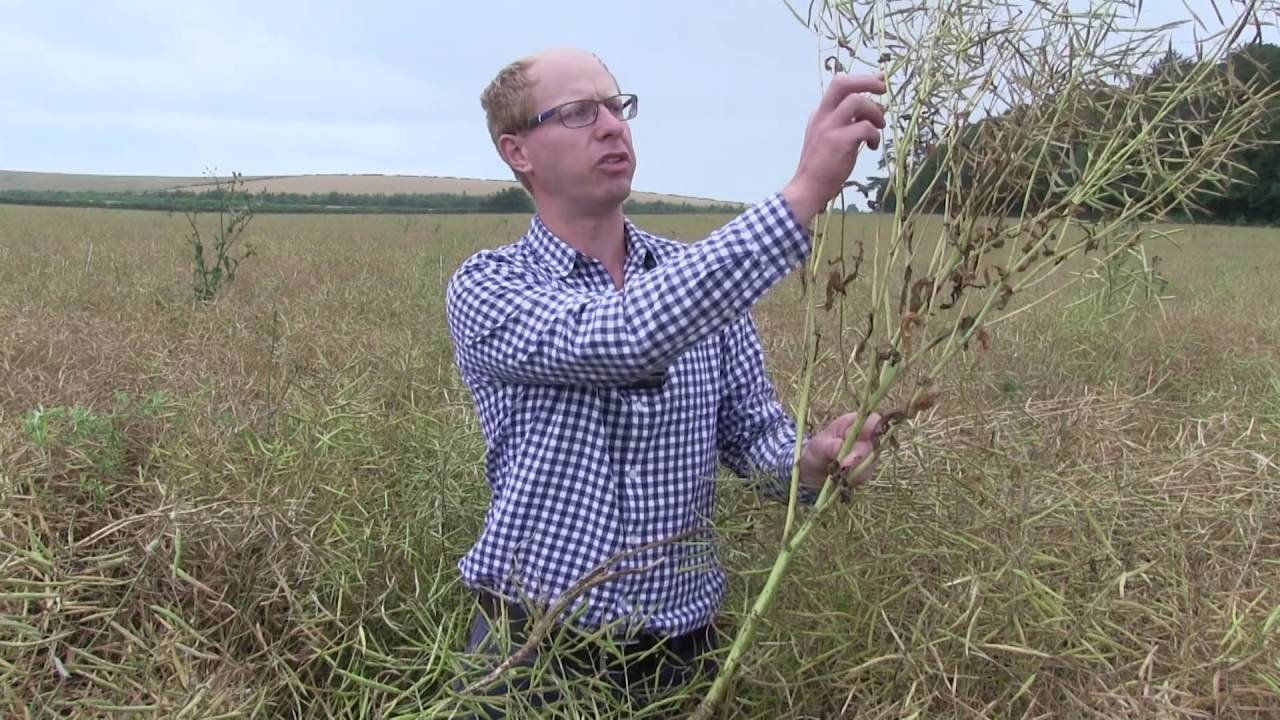 iOSR Phoma Stem Canker 2016