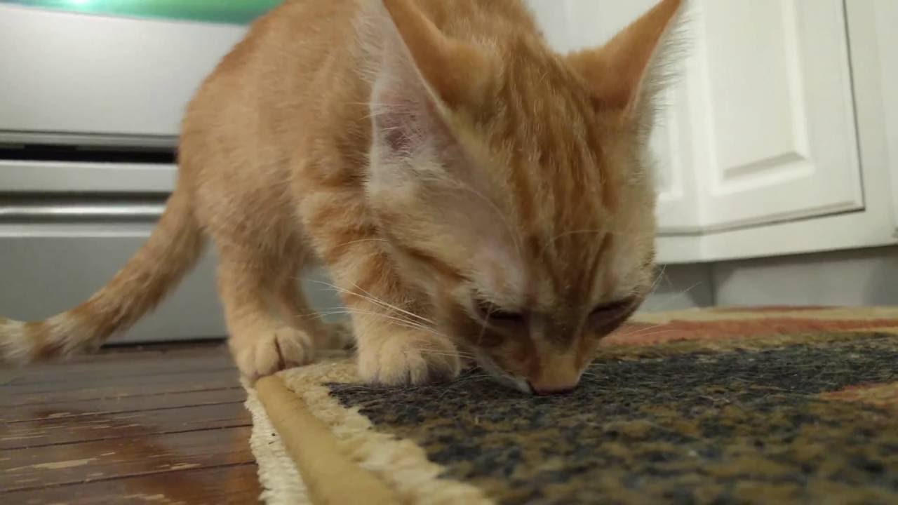 Kittens Explore - Highlights