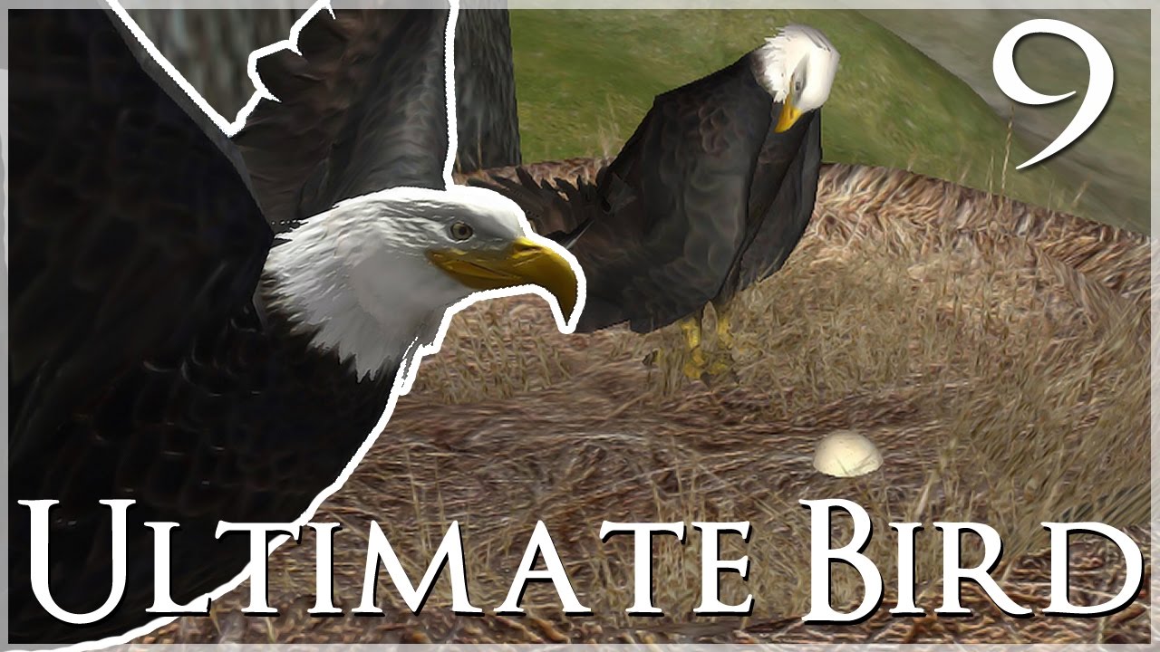 Our First Eagle Egg!! 🐦 Ultimate Bird Simulator - Episode #9