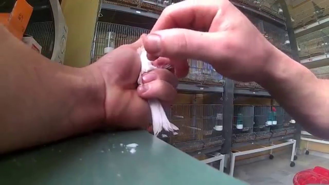 TRATAMIENTO POR RESPIRACIÓN DIFICULTOSA DE AVES (HD)
