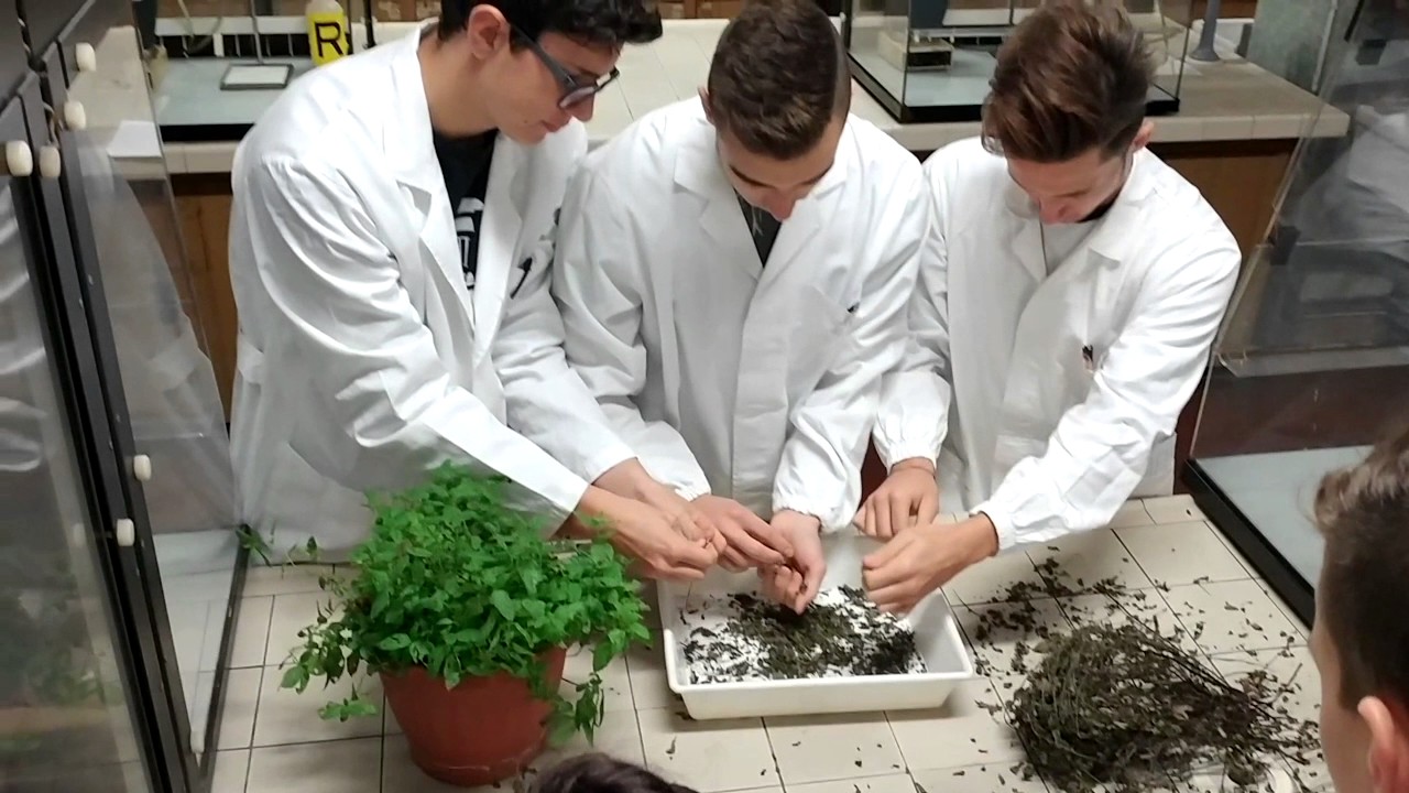 SOXHLET EXTRACTION OF MINT