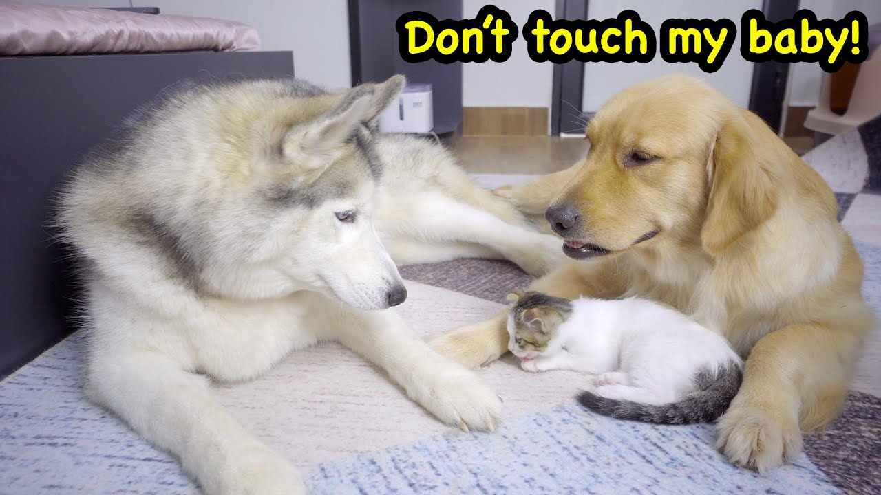Protective Golden Retriever Won’t Let Anything Happen to Her Kitten!