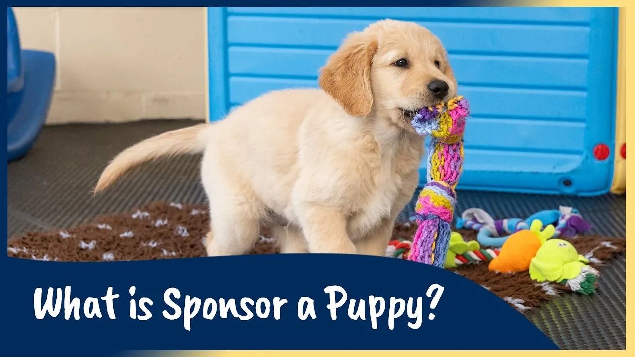 What is Sponsor a Puppy? | Guide Dogs UK