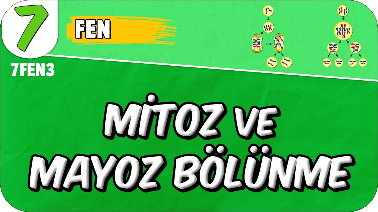 Mitoz ve Mayoz Bölünme 📗 7. Sınıf Fen #2025