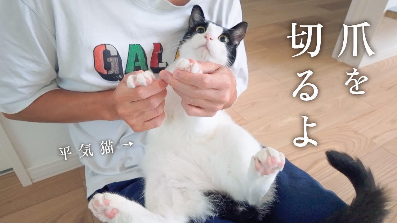 爪切りが大嫌いな猫と平気な猫、うちではこう切っています