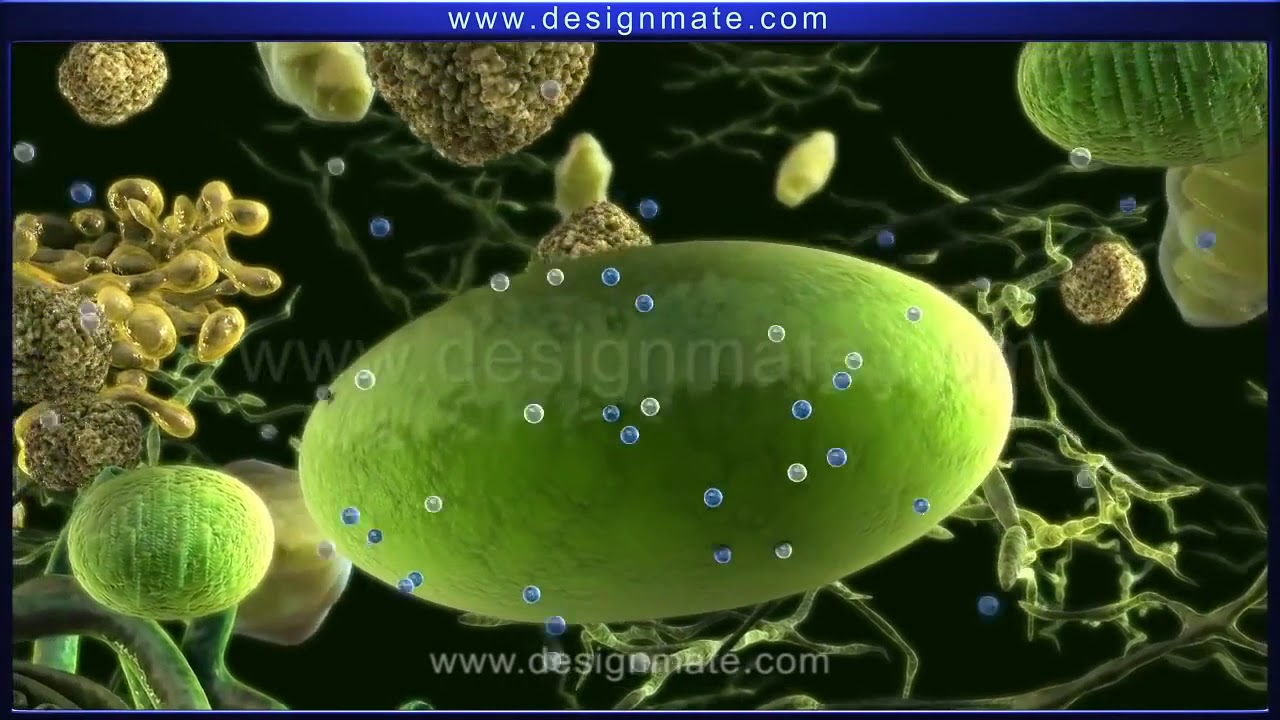 Photosynthesis (bengali dubbed)