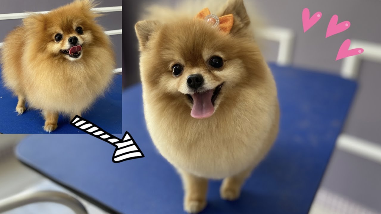 LULU POMERANIA TOSA COM TESOURA ☆ Técnicas Coreanas para Tosar!