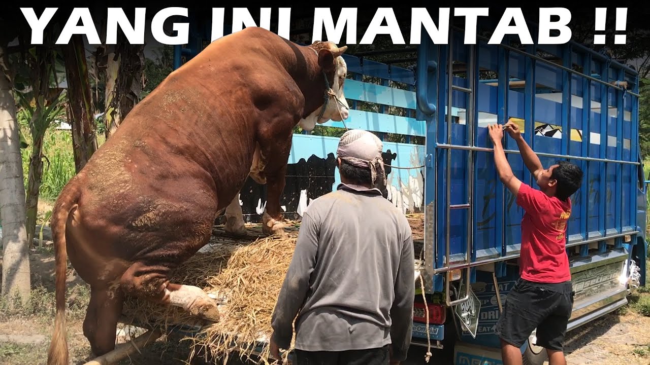 NIATNYA JEMPUT SAPI 1 TON UP !! EH DAPET KEJUTAN 3 SAPI LAINNYA