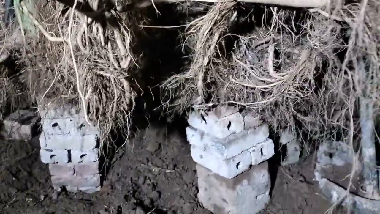 Dùng kỹ thuật xây Kim Tự Tháp để làm bệ phôi Duối.