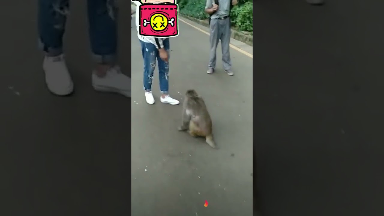 Rural Life of Monkeys power by @Animals-Life