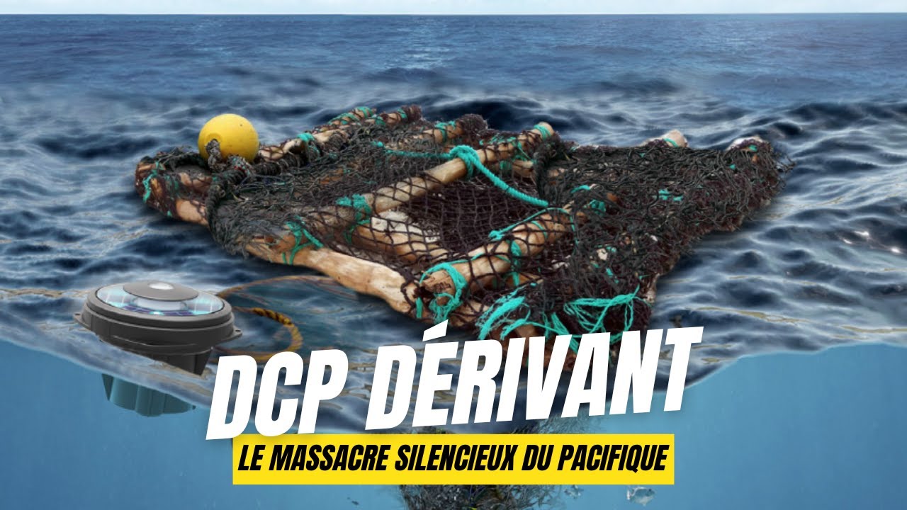 DCP Dérivants en Polynésie: Le massacre silencieux du Pacifique