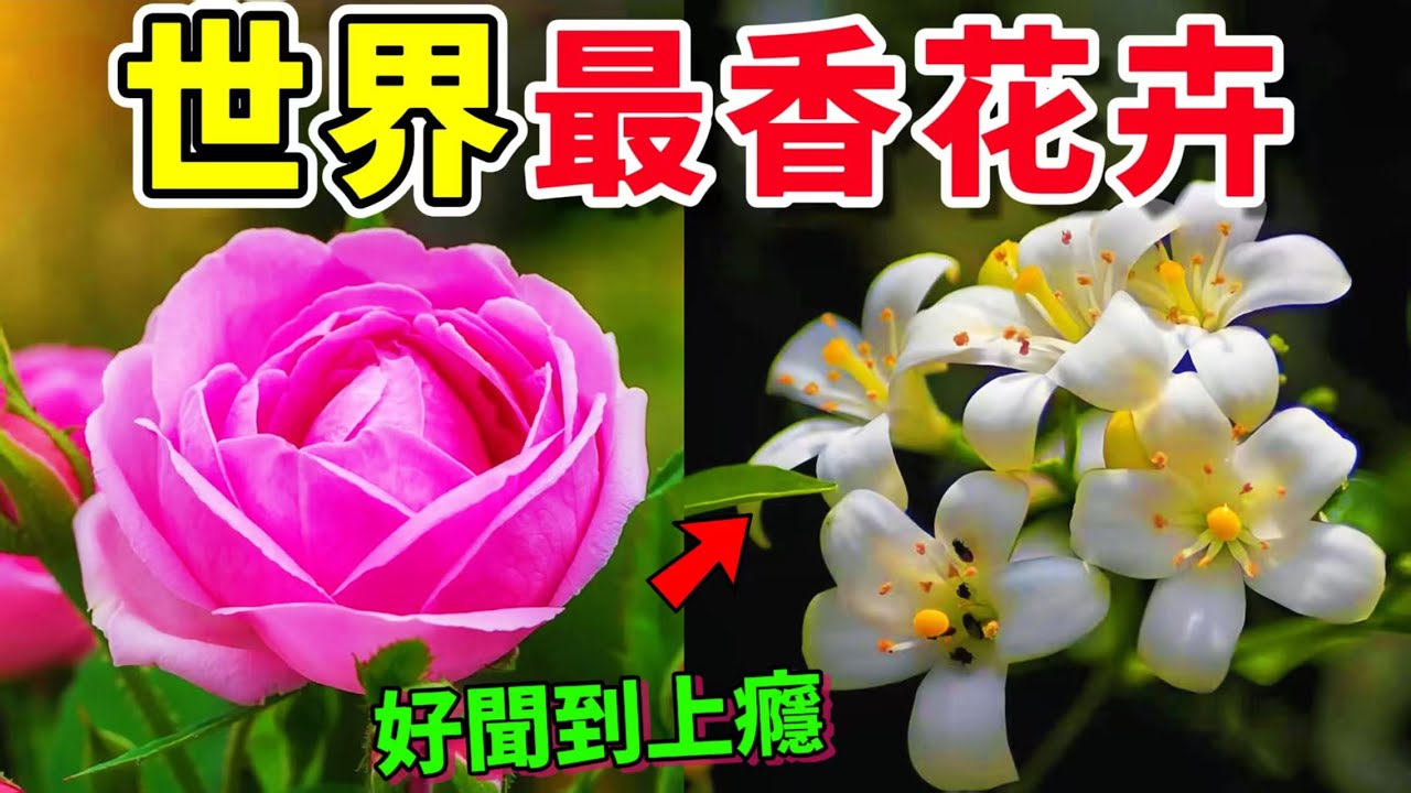 好聞到上癮！全球香氣最濃郁的10種花卉：第3種自帶可可味，第1種價值竟遠超黃金！誰才是真正的“香花之王”？#花 #植物 #世界之最 #top10 #flowers