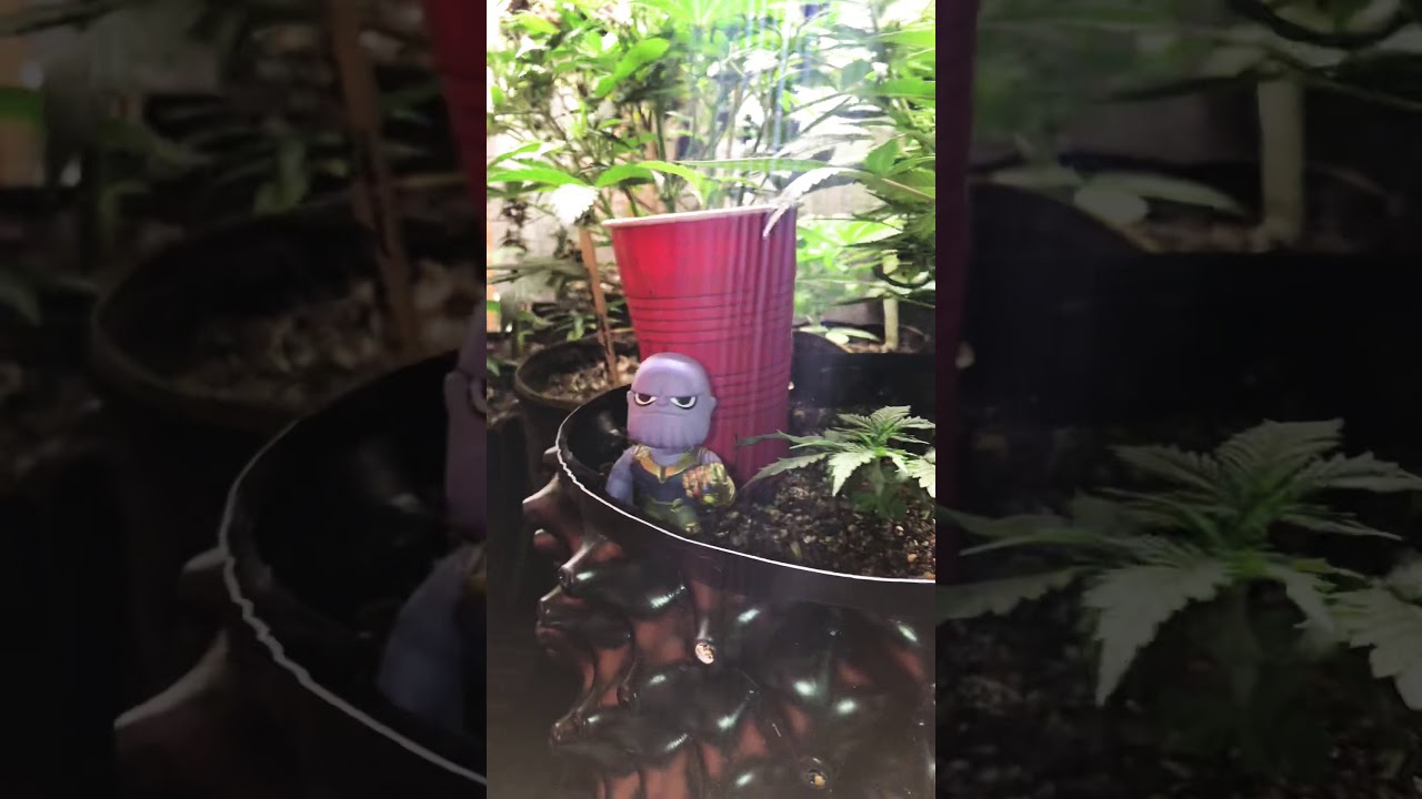 Here the new addition to my lights! The mars hydro TS600