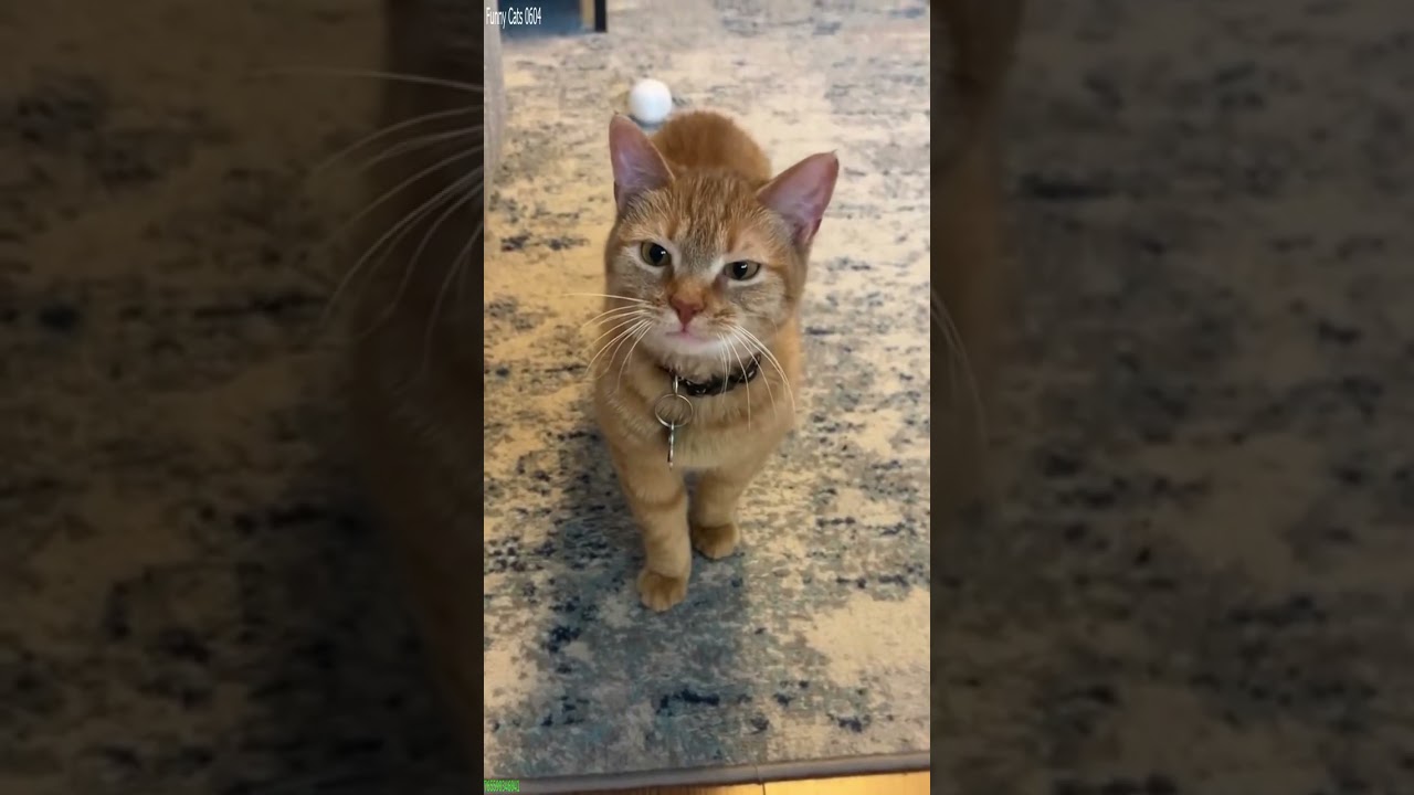 Cat videos 😻 funny cats meme ❤️ # Ep 3378