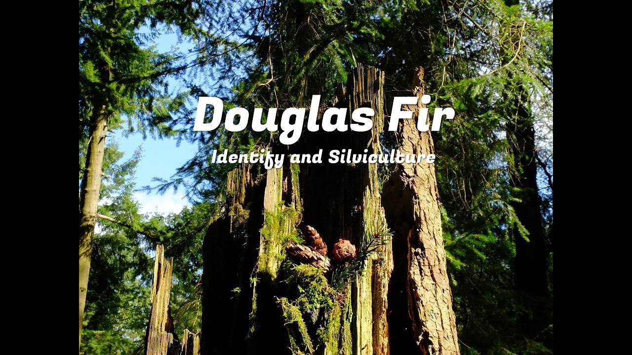 Douglas Fir - Tree Identification, and UK Forestry Management and Use